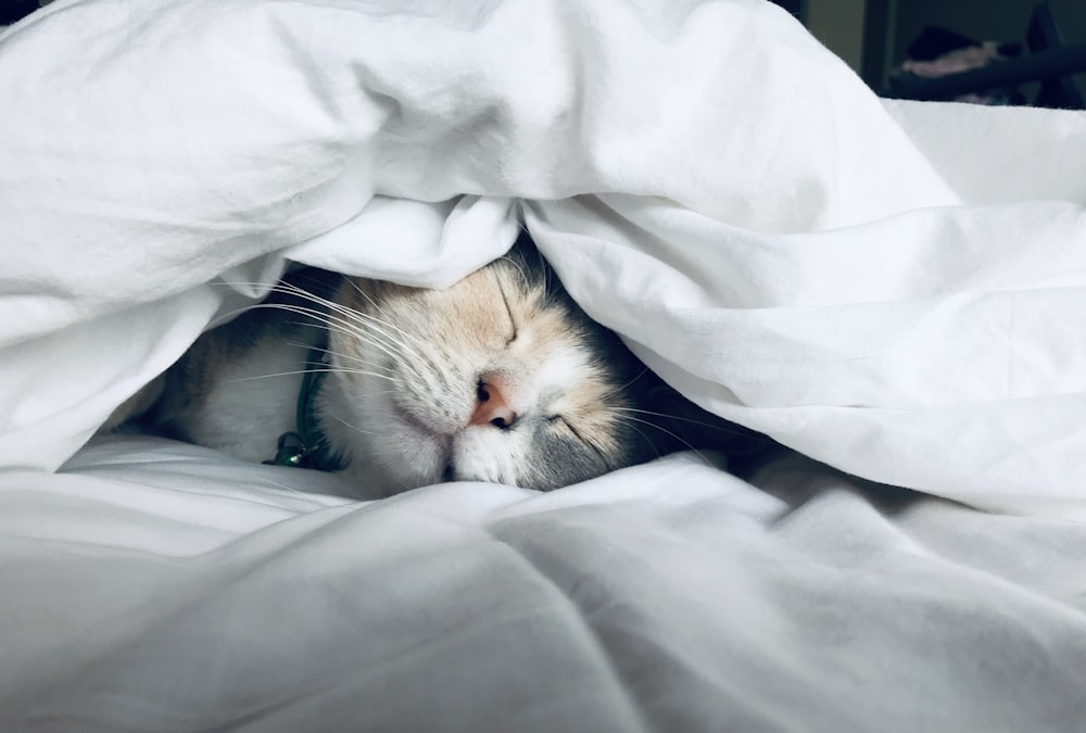 getting enough sleep every night to lose weight fast without exercise